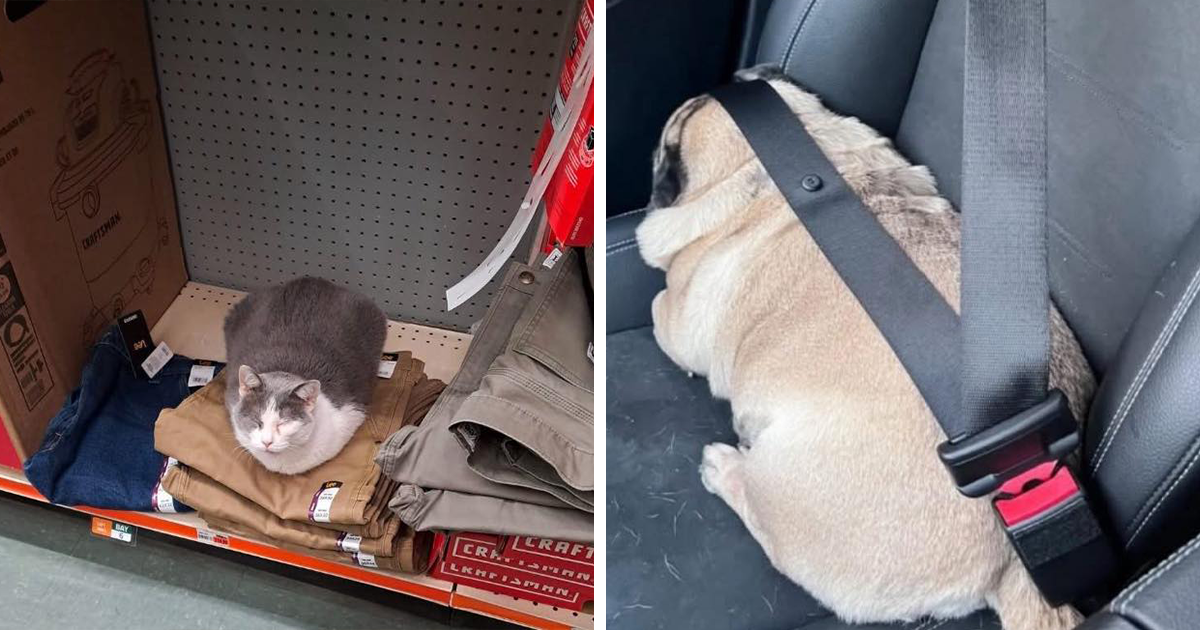 This Facebook Group Is Dedicated To Pets Being Unexpectedly Hilarious (38 Pics) - Bored Panda