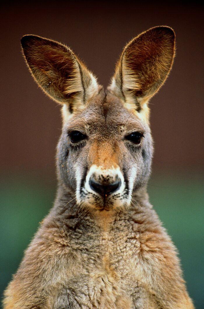 Close-up of a kangaroo with detailed fur and large ears, symbolizing patients who defied medical odds.