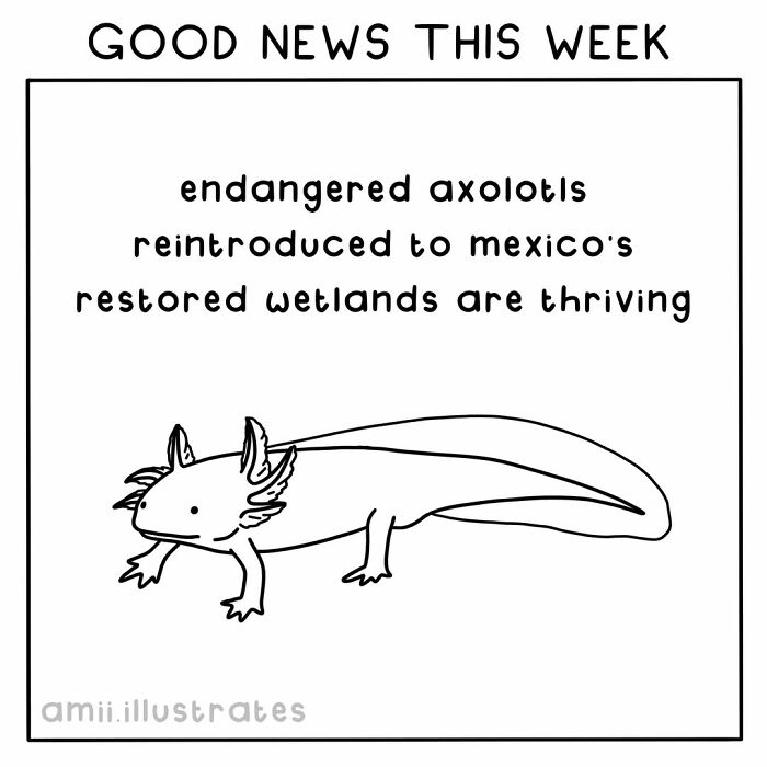 Good news illustration showing endangered axolotls reintroduced to Mexico’s thriving restored wetlands.