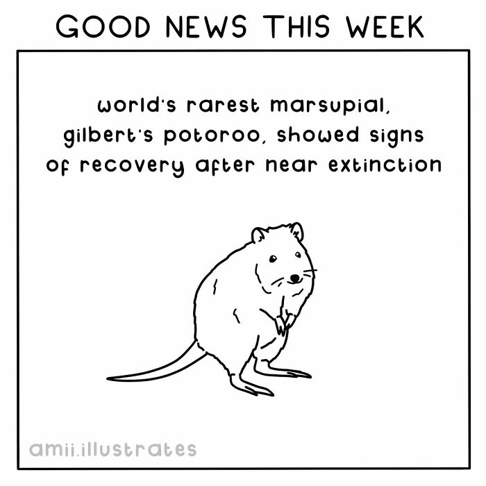 Good news this week: world's rarest marsupial, Gilbert's potoroo, shows recovery signs after near extinction.