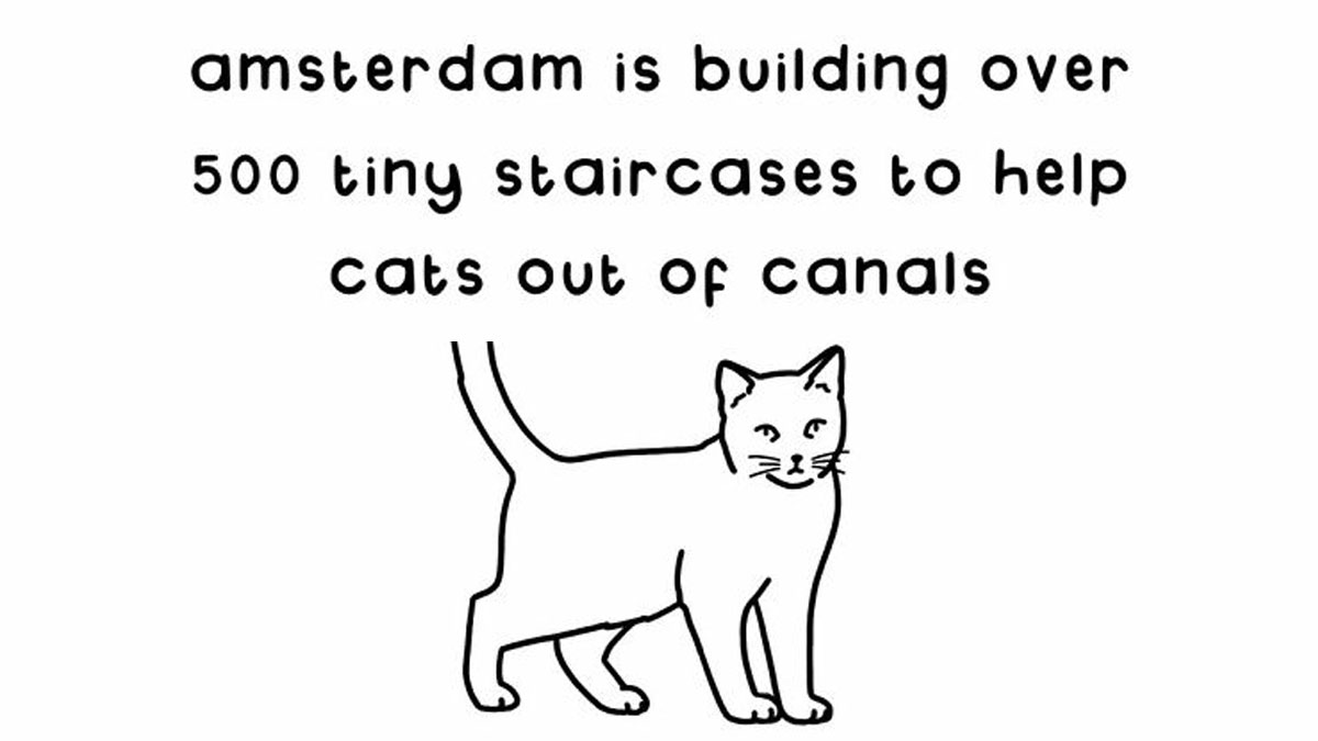 Amsterdam building over 500 tiny staircases to help cats out of canals, a positive thing that happened in the world this year
