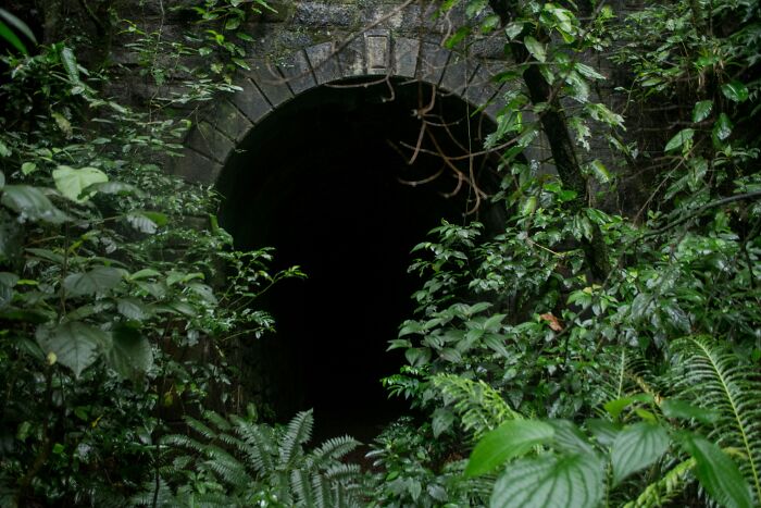 Dark, overgrown tunnel entrance surrounded by dense greenery, evoking terrifying underground exploration stories.