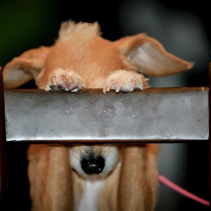 Small dog attempting to hide behind a chair, one of the pets who tried hiding but did a ridiculously bad job.