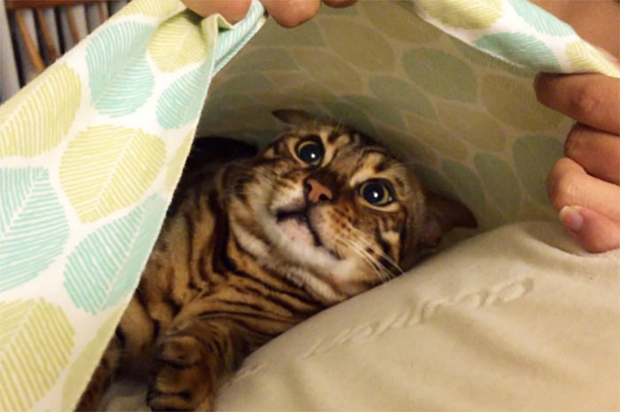 A pet cat trying to hide under a blanket but clearly visible with wide eyes and striped fur patterns.