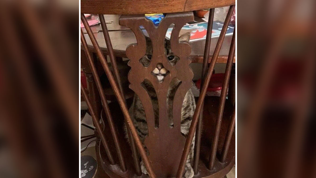 Tabby cat poorly hiding behind a wooden chair, making a funny face in a failed pet hiding attempt.