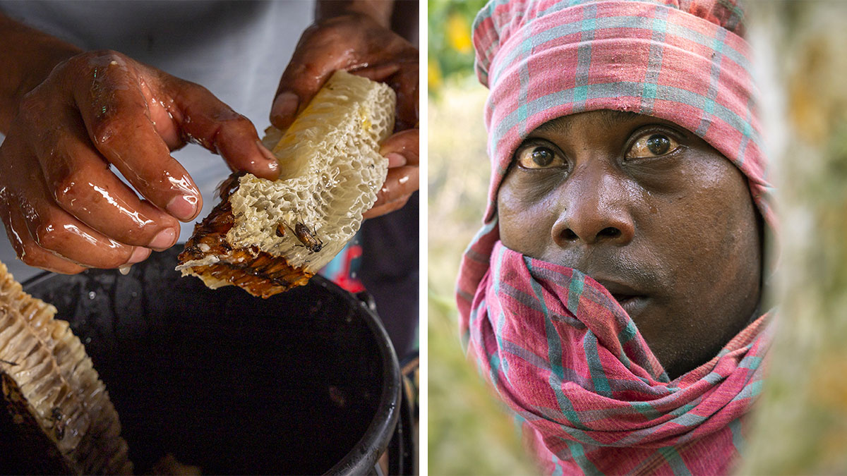 Close-up of honey collectoru2019s hands holding honeycomb with bees and a focused man in tiger territory wearing a scarf.