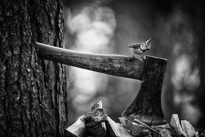 Small bird perches on an axe handle embedded in wood in a black and white wildlife and nature shot.