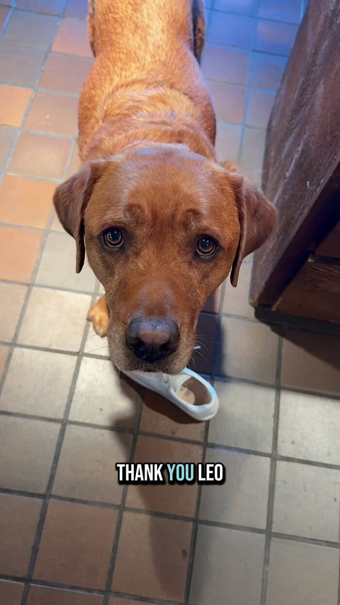 Brown dog rejected from service dog training holding a random item, bringing joy to his owner indoors on tiled floor.