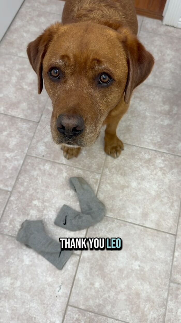 Brown dog showing a pair of gray socks on the floor, symbolizing rejected service dog training and joy with owner.
