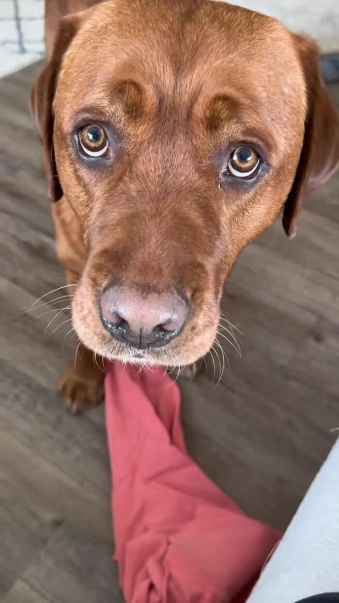 Close-up of a brown dog named Leo holding a random item, bringing joy despite being rejected from service dog training