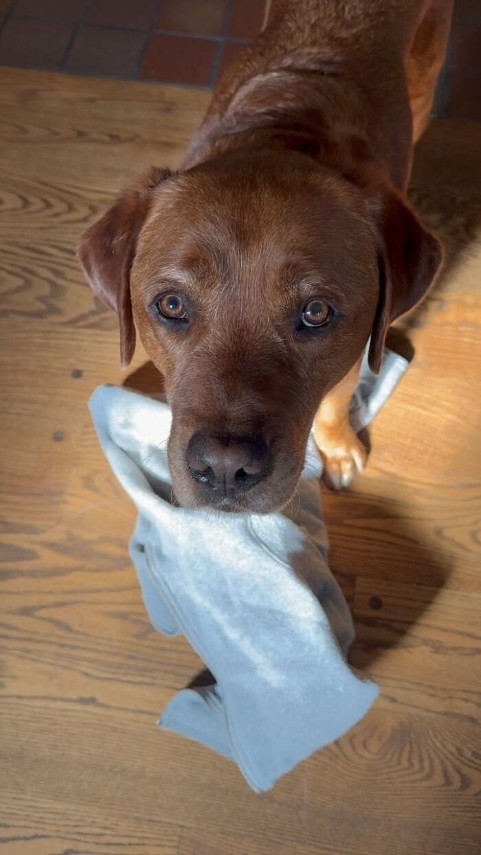 Brown dog rejected from service dog training holding a random item in its mouth bringing joy to owner.