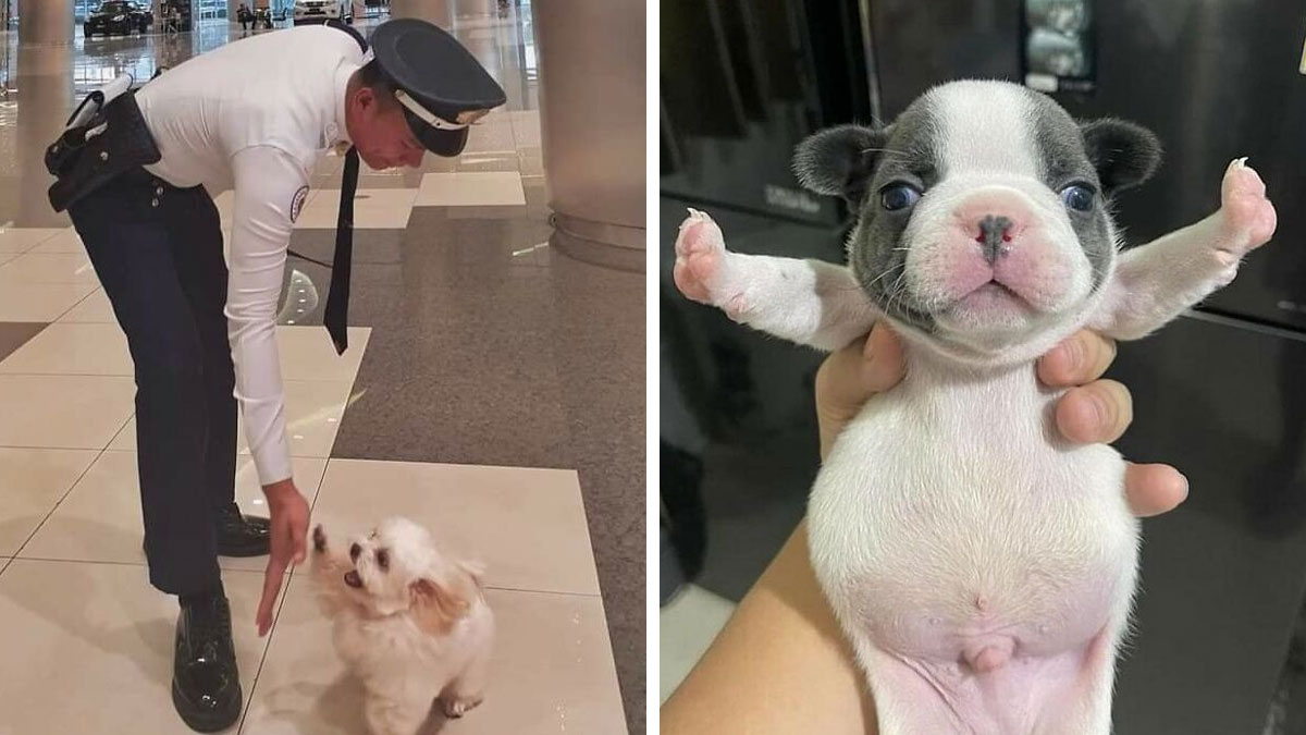 Security guard giving a high five to a small dog while a cute puppy is held up with paws stretched out.