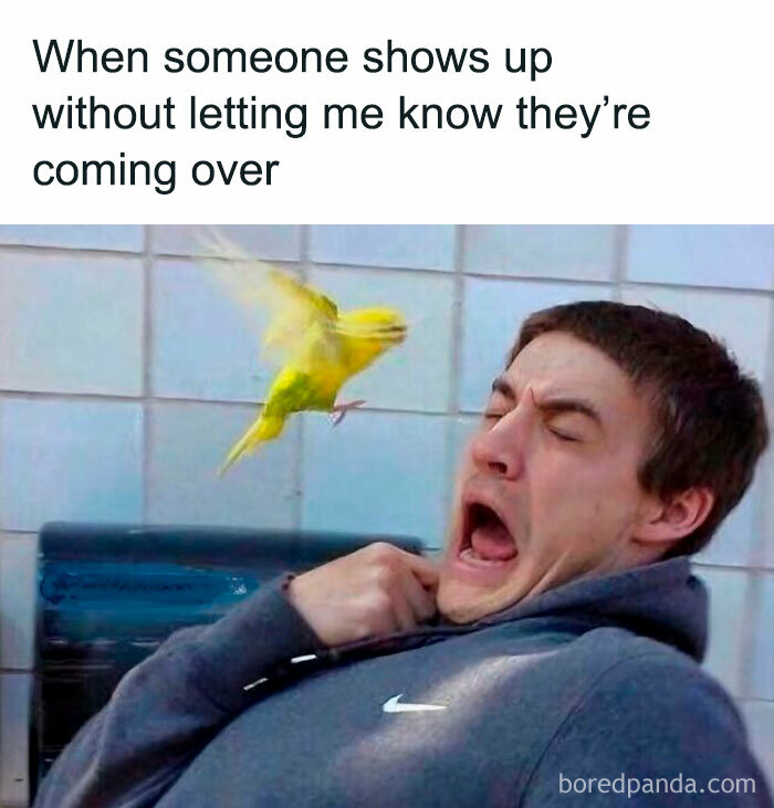 Man startled as yellow bird flies at his face, representing introvert memes about unexpected social visits.