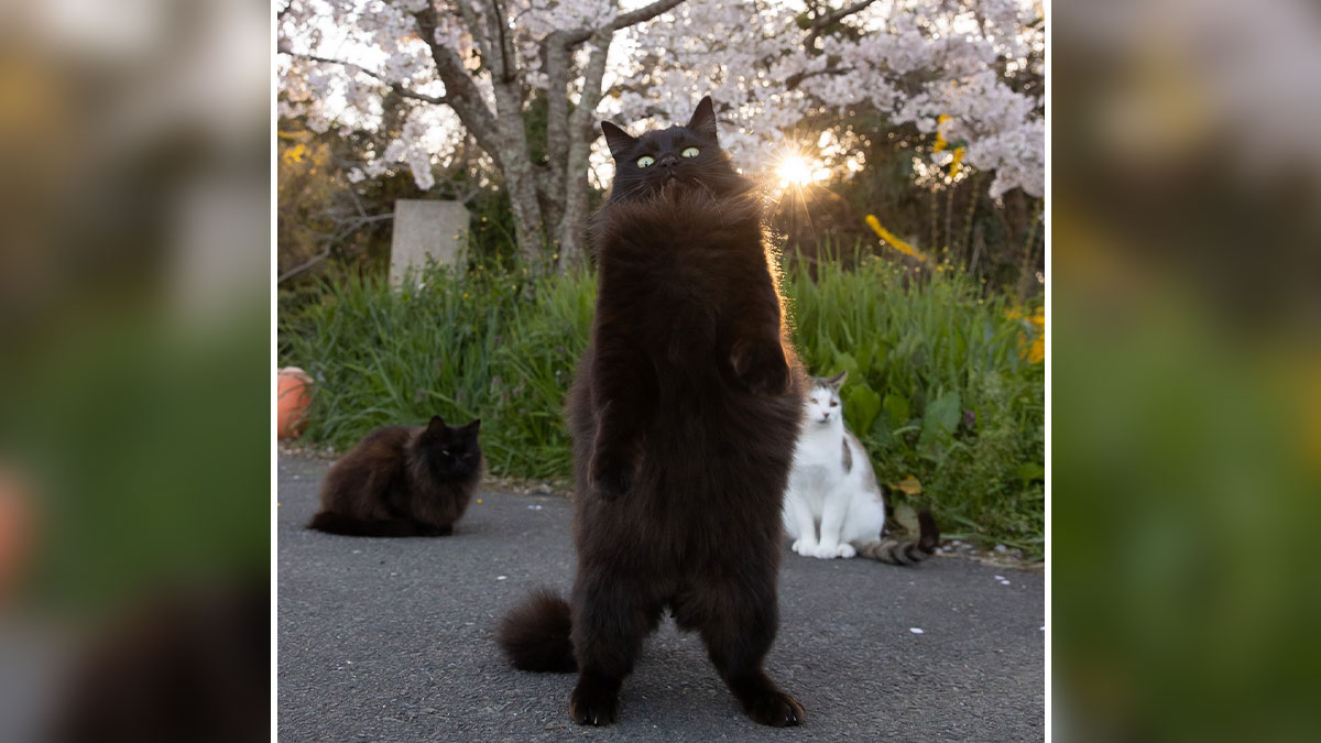 Fluffy black street cat standing on hind legs with two other cats nearby under cherry blossom trees in Japan.