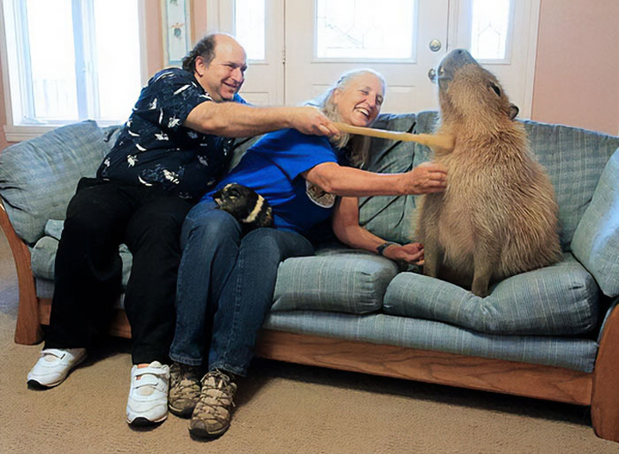 Two people on a couch interacting with a giant capybara, showcasing one of the largest animals so giant it’s hard to believe they are real.