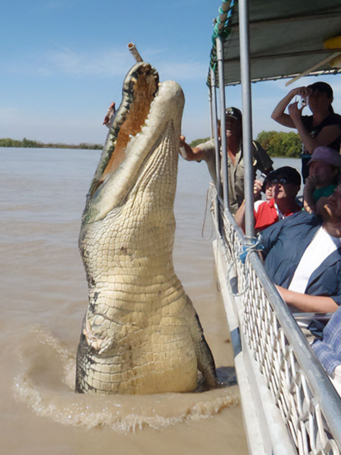 Giant crocodile rising from water near boat with tourists, showcasing one of the largest animals so giant they’re hard to believe real.