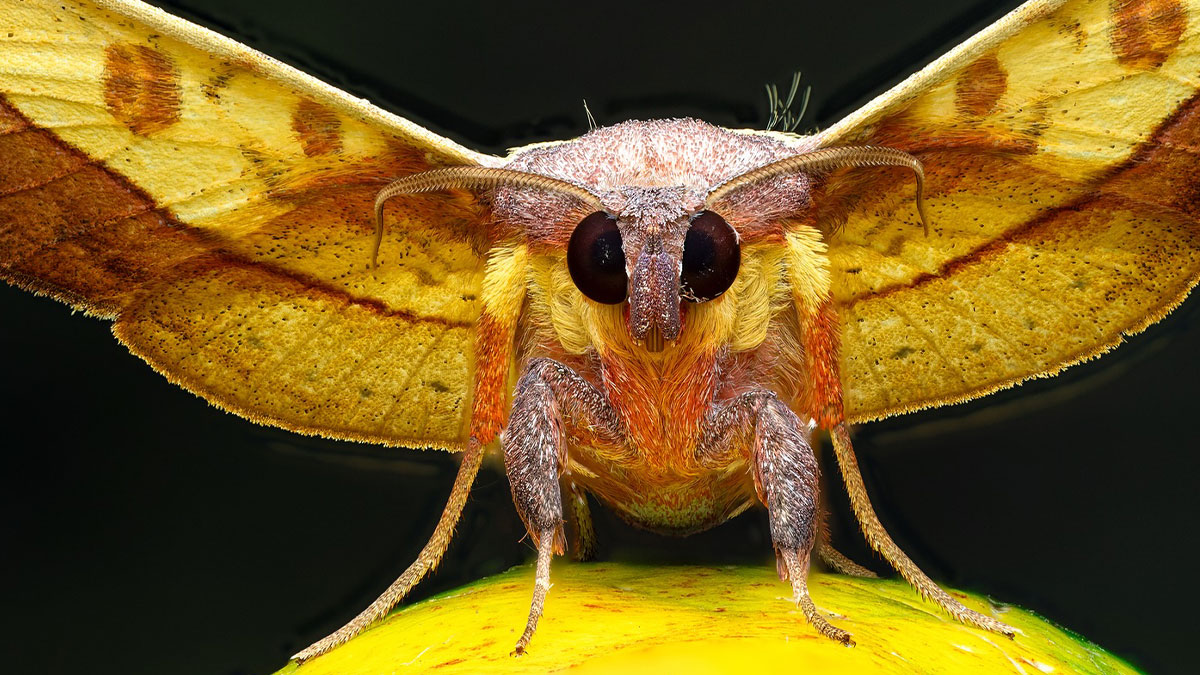 Close-up macro photo of a colorful moth with detailed wings and textured body against a black background.