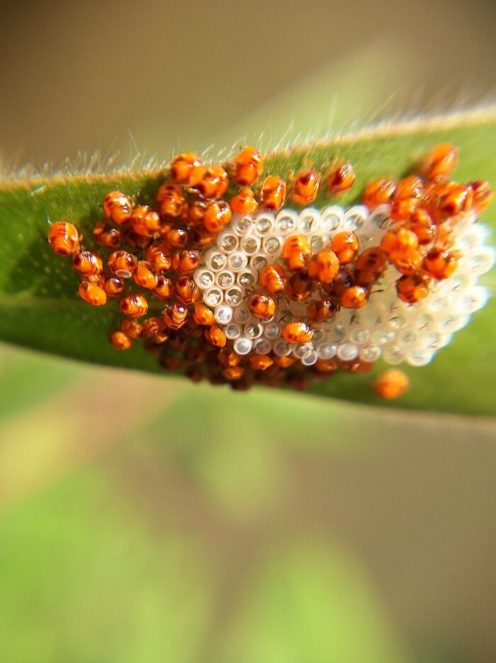 Newly Hatched Ladybugs