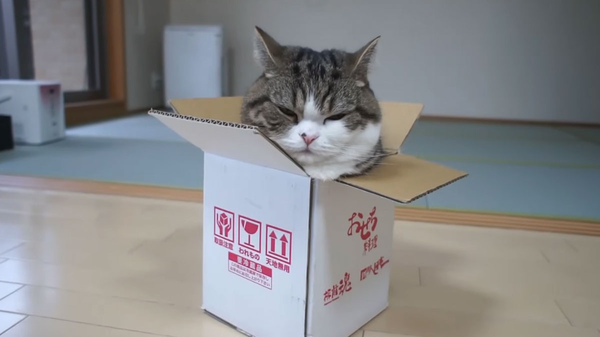Maru the famous cat resting inside a cardboard box on a wooden floor in a simple indoor setting.