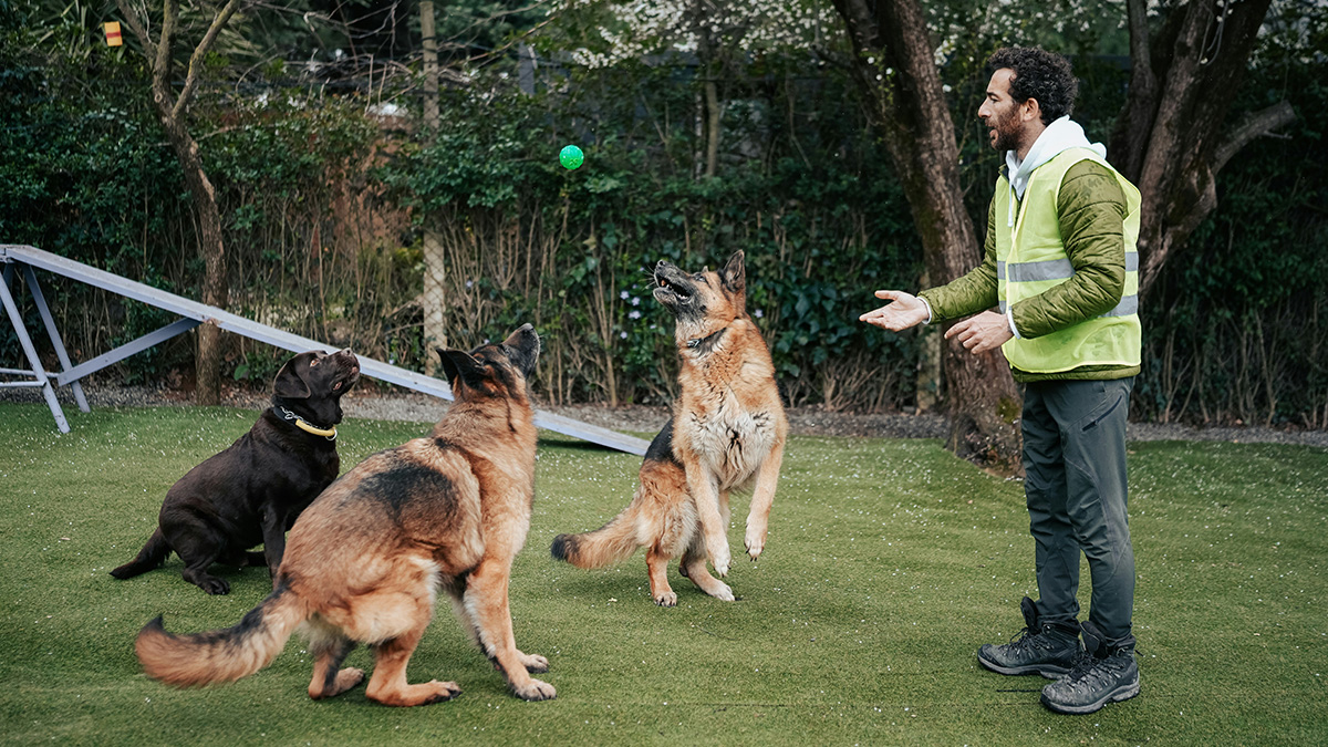Man in a green vest playing with three dogs outdoors, highlighting dog owners and respect in the neighborhood.
