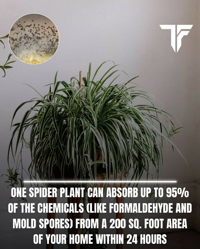 Spider plant absorbing chemicals like formaldehyde and mold spores in a home, illustrating scientific takes on society.