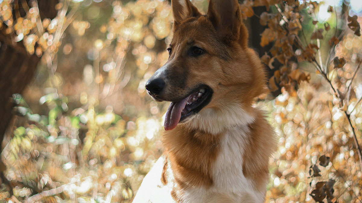German Shepherd dog outside in autumn woods, relating to dog walking rules on private land access issues.