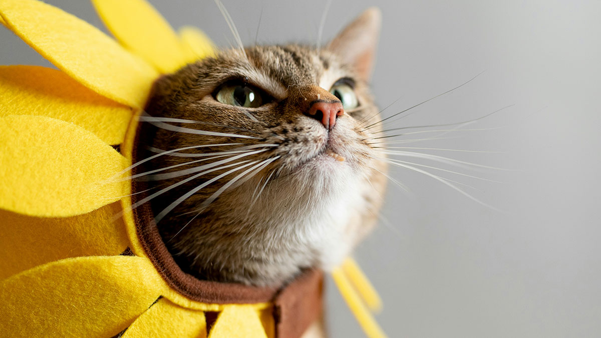 Cat wearing a yellow flower costume looking upward, illustrating people share sounds extremely angry expression concept.