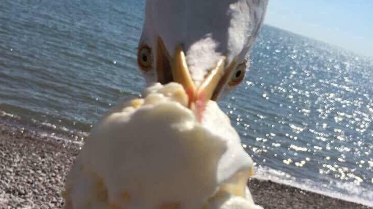 Close-up of a seagull grabbing an ice cream cone at the beach in a perfectly timed photo.