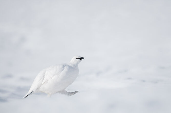 White ptarmigan walking on snow in a stunning wildlife and nature shot by Andrea Zampatti.