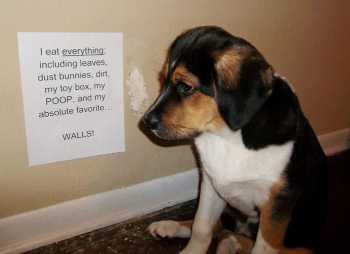 Puppy caught chewing damaged wall next to a pet shaming sign listing things it eats including p**p and walls.