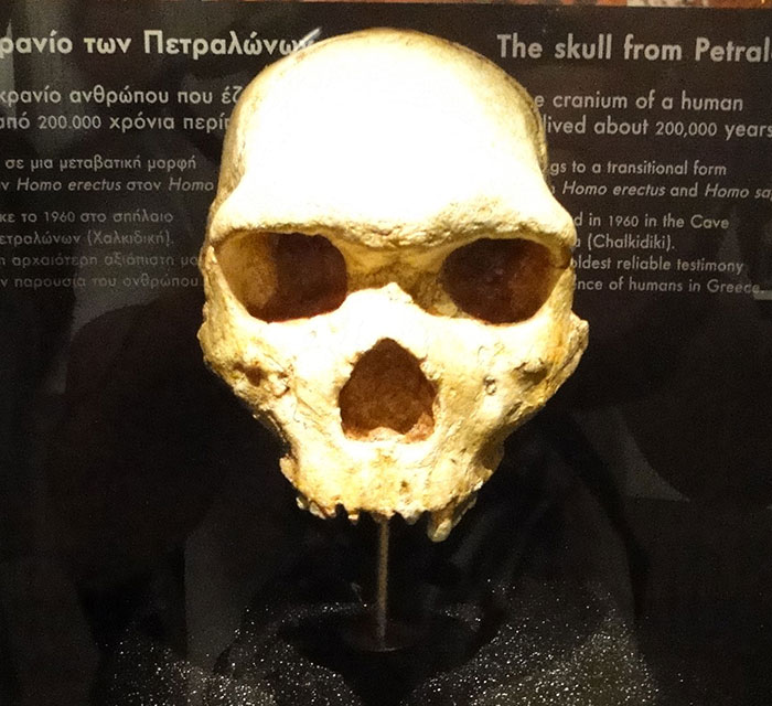 Skull of Petralona Man displayed in museum with text describing its discovery and significance in human evolution. Skull of Petralona Man displayed in museum with text describing its discovery and significance in human evolution.
