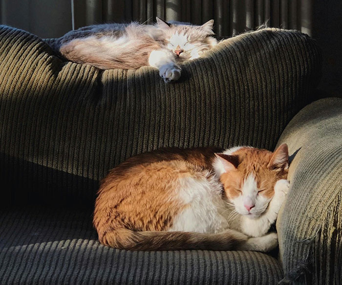 Two cats peacefully sleeping on a couch, illustrating calm despite family money tension and sibling conflict.
