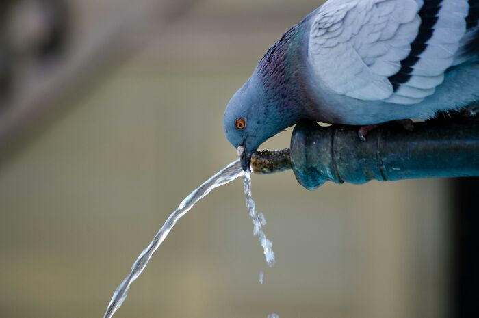 Pigeon drinking water from an outdoor pipe, illustrating life and work beneath our feet in urban environments.