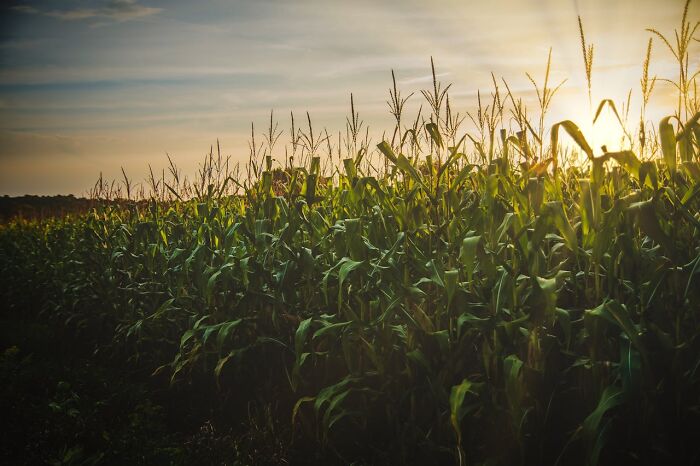 Cornfield at sunset with tall green stalks and eerie shadows, perfect for creepy stories in dark woods by a campfire. Cornfield at sunset with tall green stalks and eerie shadows, perfect for creepy stories in dark woods by a campfire.