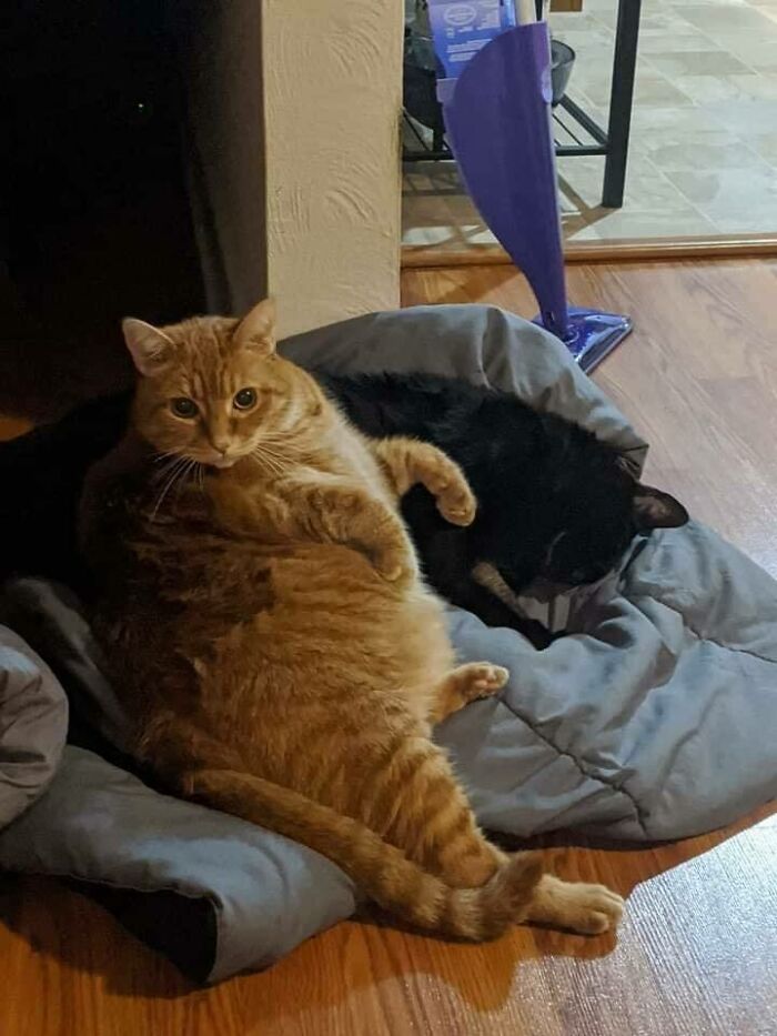 Chubby orange cat lying on a blanket next to a black cat resting on a wooden floor in a cozy room.