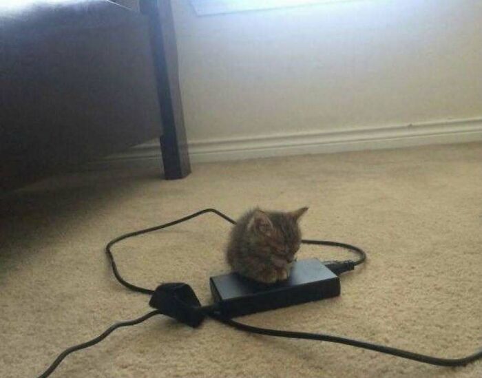 Small kitten sitting on a rectangular black device on a beige carpet, showcasing chubby round funny cats charm.