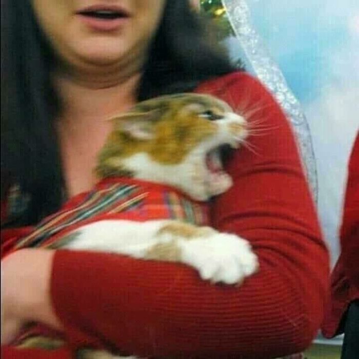 A chubby, round funny cat wearing a plaid shirt, being held by a person in a red sweater, mid-yawn or meow.