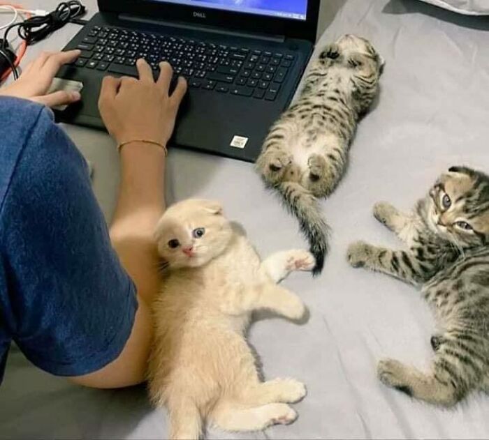Three chubby round funny cats relaxing around a person using a laptop on a bed.