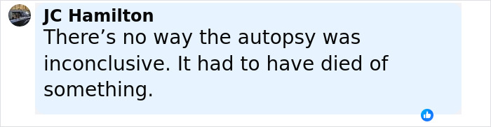 Comment from JC Hamilton discussing autopsy findings related to gender of newborn found in cheerleader's closet case. Comment from JC Hamilton discussing autopsy findings related to gender of newborn found in cheerleader's closet case.