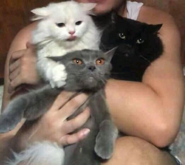 Three chubby round funny cats with white, black, and gray fur being held by a person with bare arms.