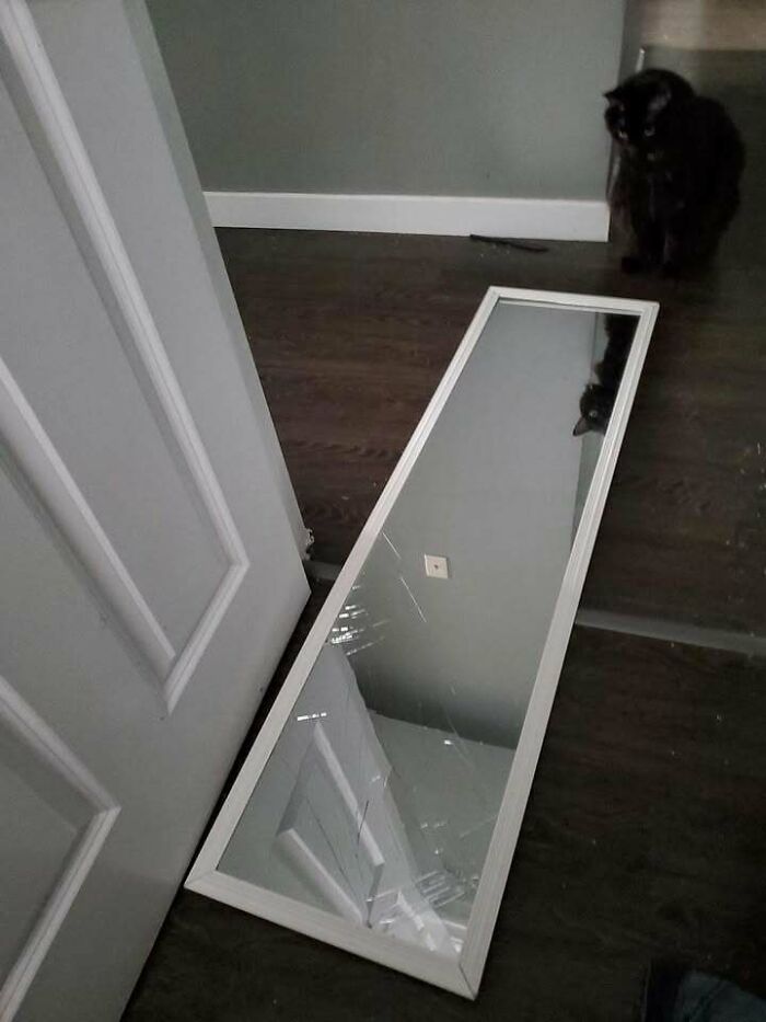 Black chubby round funny cat sitting on the floor near a c*****d mirror reflecting a door and ceiling.