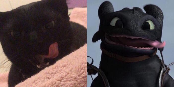 Chubby round funny cat licking its nose next to a similar animated character with a long tongue.