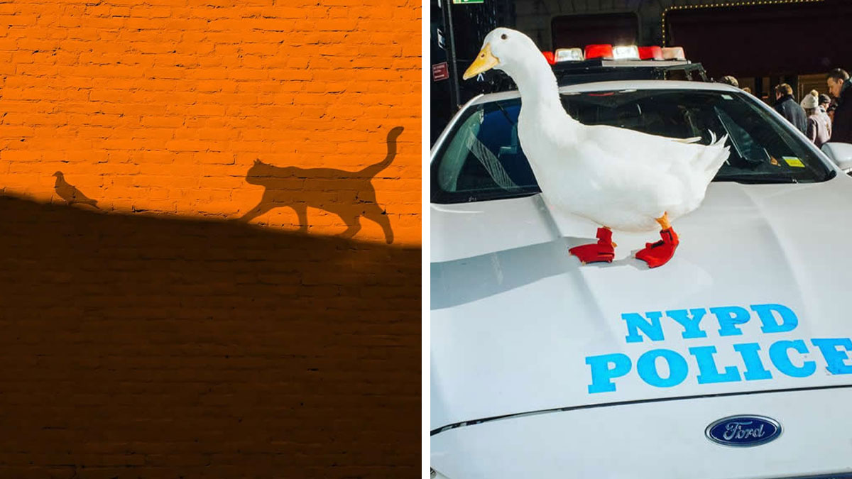 Shadow of a cat and bird on an orange wall, and a white duck with red footwear standing on a police car hood.