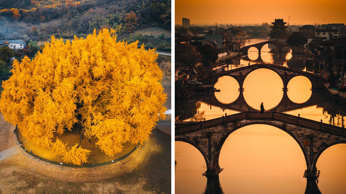 Aerial view of vibrant yellow ginkgo tree and traditional arched stone bridges over calm water in Asia at sunset.