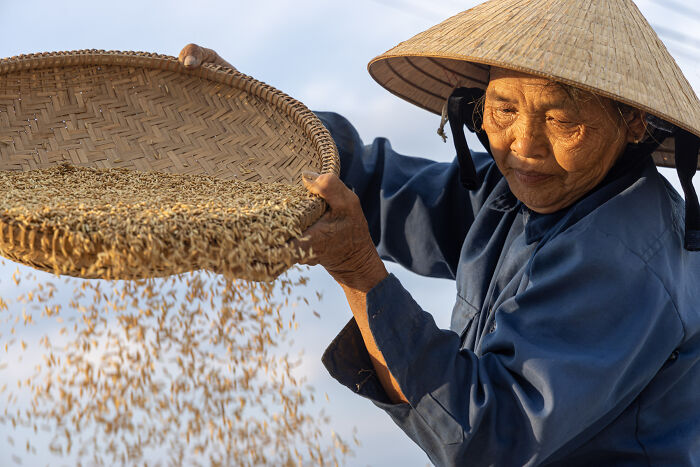 Rice Harvest