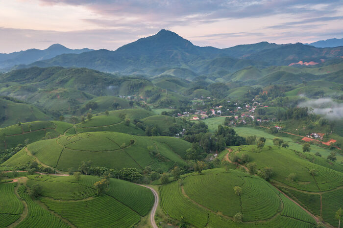 Long Coc Tea Terraces