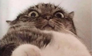 Close-up of a wide-eyed cat with fluffy fur, capturing a humorous and surprised expression for fat jokes.