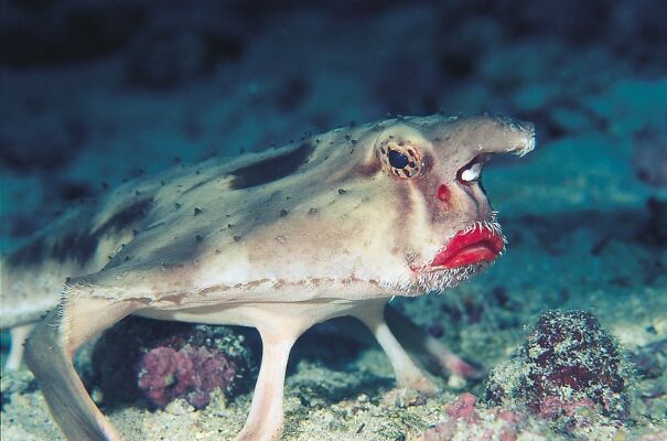 red-lipped_batfish-68dbeea071f9a.jpg
