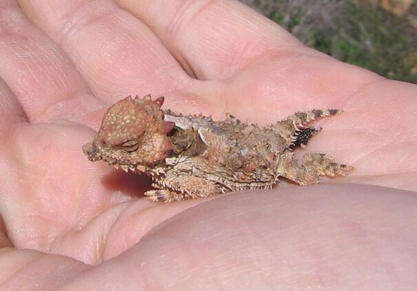regal_horned_lizard-68c063232e018.jpg