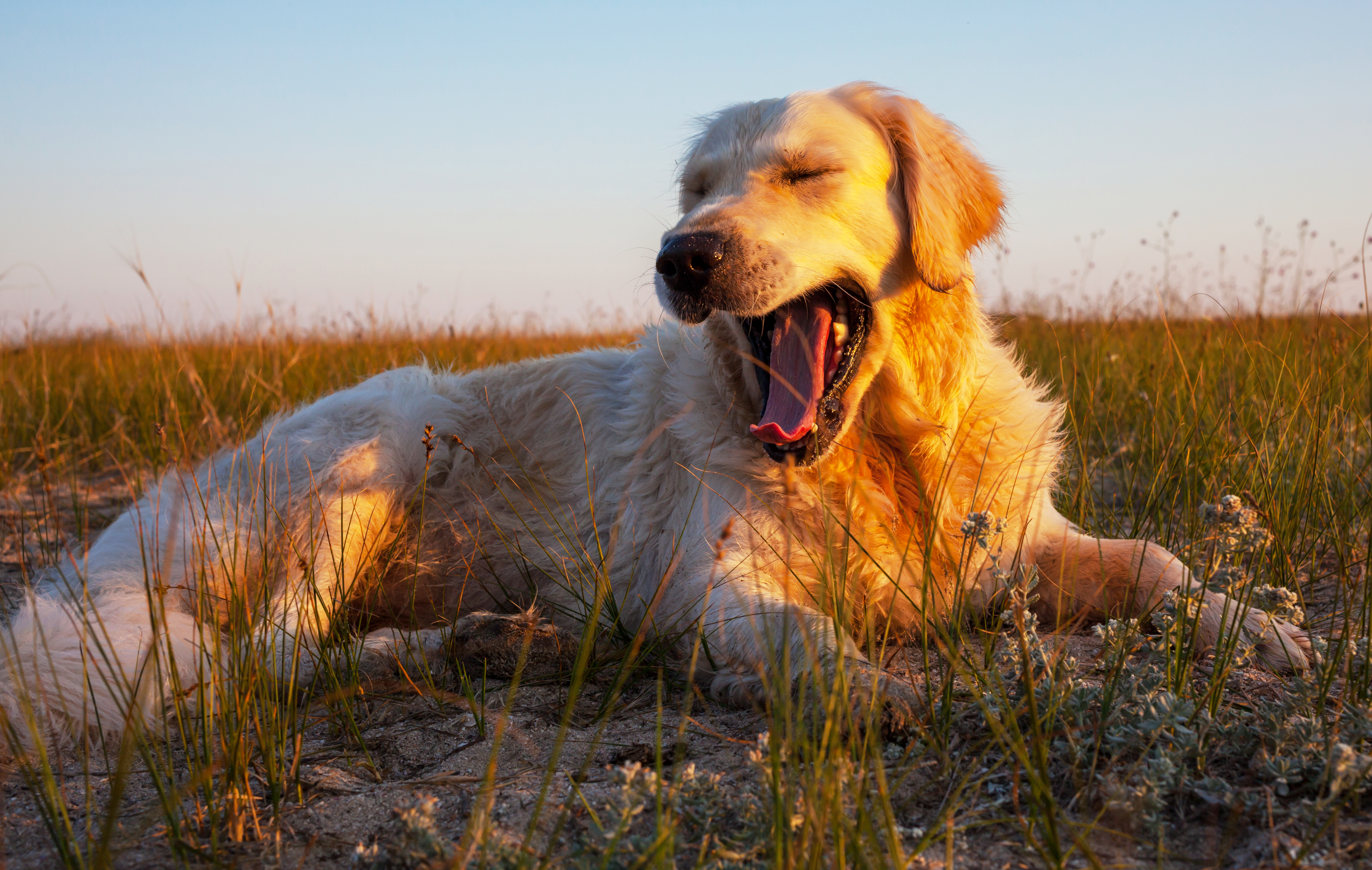 Golden retriever dog yawning while lying in tall grass, symbolizing dog behavior issues and adoption challenges. Golden retriever dog yawning while lying in tall grass, symbolizing dog behavior issues and adoption challenges.